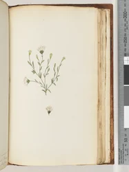 Pagina 196. Pianta non identificata