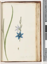 Pagina 204. Thelymitra ixiodes / Orchidea del Sole Maculata
