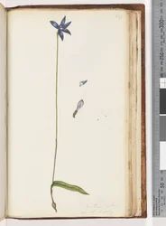 Pagina 207. Arethusa pilosa / orchidea labbro di cera