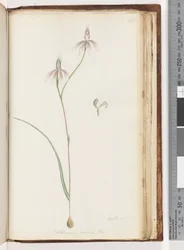 Pagina 208. Arethusa certe? Caladenia carnea