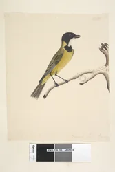 Pachycephala pectoralis, maschio
