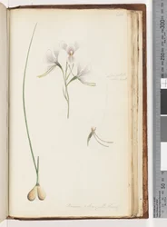 Pagina 214. Diuris elongata Saracty? Orchidea asino viola