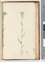 Pagina 215. Pterostylis op / viridis