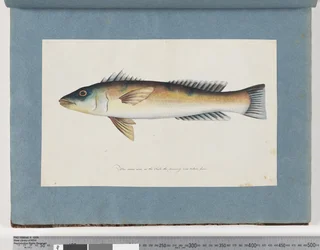 Pesce non identificato