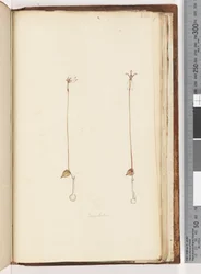 Pagina 220. Enochelus?