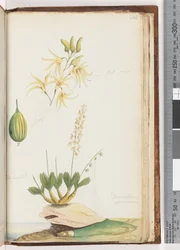 Pagina 224. Dendrobium speciosum / Orchidea di roccia