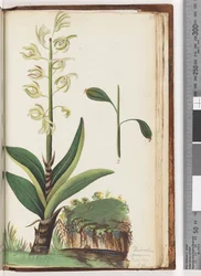 Pagina 225. Dendrobium speciosum Exot. Bot. t. 10