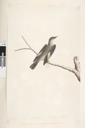 Pagina 23. Maggio, dimensione naturale, iride e lingua dubbia. Rampichino marrone Climacterus picumnus, 1791-92