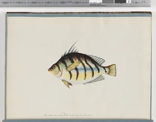 Pagina 23. Pesce non identificato