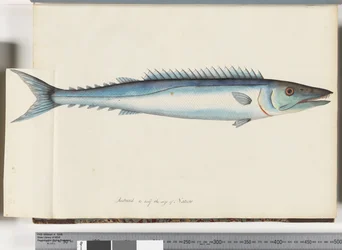 Pagina 32. Barracouta