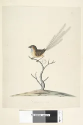 Emù, Scricciolo, maschio Stipiturus malachurus