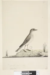 Pagina 38. Pipit Anthus australis, 1791-92
