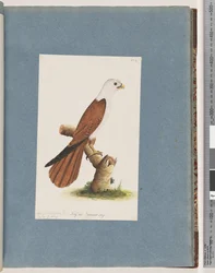 Pagina 39. Aquila di mare dal dorso rosso. Varietà di aquila di Pondicherry