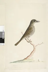 Pagina 3. Turdus. sotto il titolo in altra mano agosto dimensione naturale. Tordo del suolo Zoothera lunulata, 1791-92