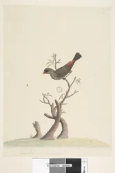 Pagina 42. Fringilla. In basso al centro, in una grafia diversa: Grandezza naturale. Diamante guttato Stagonopleura guttata, 1791-92