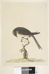 Pagina 45. Grandezza naturale. In alto a destra, in una grafia diversa: A. In basso a sinistra: Va con B, cioè tavola 44. Cuculo dalla coda a ventaglio Cacomantis pyrrhophanus, 1791-92