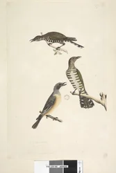 Pagina 46. Cuculus. lungo il bordo inferiore in altra mano questi uccelli disegnati a dimensione naturale. I primi due uccelli sono cuculi bronzati dorati, il terzo è un fischiatore rugginoso Lamprococcyx plagosus Chrysococcyx lucidis, 1791-92