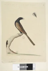Pagina 47. Centropus phasianinus, 1791-92