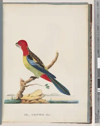 Pagina 47. Rosella Orientale. Pappagallo Nonpareil