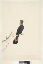 Pagina 48. Cacatua nera. In basso a sinistra, in altra grafia: Ridotta in scala a 1/3 delle dimensioni naturali. Cacatua nera lucida Calyptorhynchus lathami, femmina, 1791-92