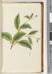 Pagina 48. Pianta non identificata
