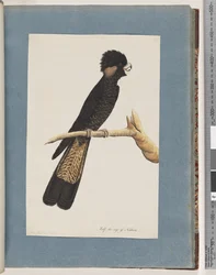 Pagina 48. Cacatua nero dalla coda gialla. Pappagallo di Banks