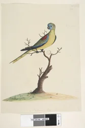 Pagina 49. Neophema pulchella, maschio, 1791-92