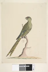 Pagina 50. Questo è un parrocchetto terragnolo e non va mai su un albero, o molto raramente. In basso al centro, in una grafia diversa: Grandezza naturale. Parrocchetto terragnolo Pezoporus wallicus, 1791-92