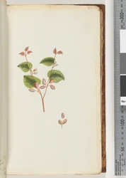 Pagina 55. Pianta non identificata