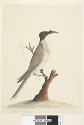 Pagina 55. Noisy Friarbird Philemon corniculatus, 1791-92