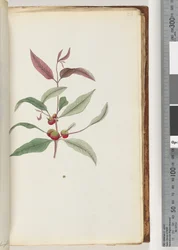 Pagina 56. Pianta non identificata