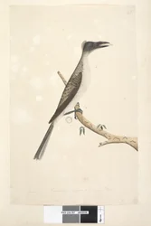 Pagina 57. Gennaio. Supposto giovane uccello Philemon corniculatus