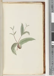 Pagina 57. Pianta non identificata