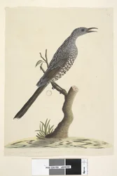 Pagina 59. Dimensione naturale, le piume della testa, del collo e del petto sono appuntite. Uccello wattle del pennello Anthochaera chrysoptera, 1791-92