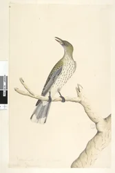 Pagina 5. Oriolus mimetis