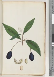 Pagina 5. Pianta non identificata