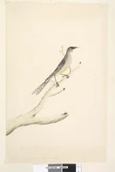 Uccello caruncolato rosso Anthochaera carunculata