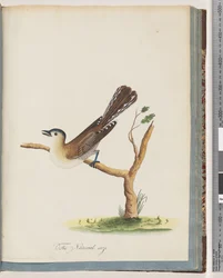 Pagina 60. Uccello non identificato. Turdus cyanocephalus. Tordo Testa Blu