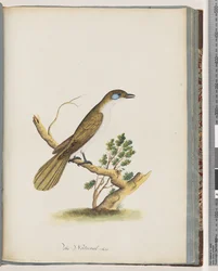 Pagina 61. Mielefaccia blu. Turdus cyanoris. Tordo dalle guance blu