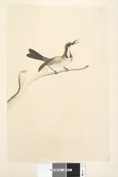 Pagina 63. Maggio. Dimensione naturale. Meliore dalla corona fulva Phylidonyris melanops, 1791-92
