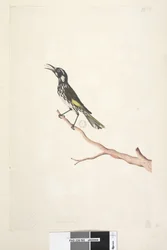 Pagina 65. Maggio, dimensione naturale. Meliore giallo alato Meliornis novae hollandiae, 1791-92