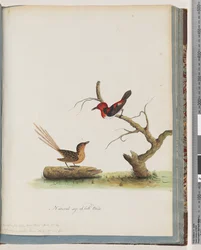 Pagina 66. 1. Miele Scarlatto. Certhia/Honeyeater/orientale. 2. Uccello non identificato. Muscicapa malachura