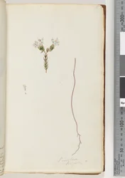 Pagina 6. Pimeloea linfolia
