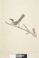 Pagina 70. Honeyeater Fuscous di agosto Lichenostomus fuscus, 1791-92