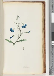 Pagina 72. Lobelia