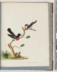 Pagina 73. Pettirossi scarlatti