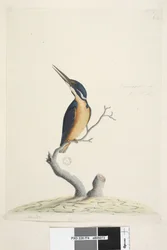 Pagina 74. Alcedo. Dimensione naturale Alcedo azurea, 1791-92