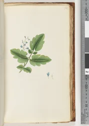 Pagina 74. Pianta non identificata