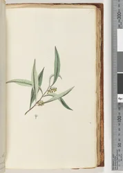 Pagina 75. Pianta non identificata