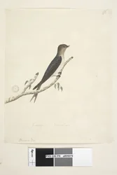 Pagina 76. Hirundo. Swallow di benvenuto Hirundo neoxena, 1791-92